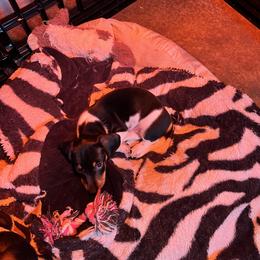 Dachshund Puppies from Starr Mini Dachshunds