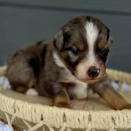 Light blue - Blue merle male Miniature Australian Shepherd puppy in 32046, Florida from River Hill Ranch