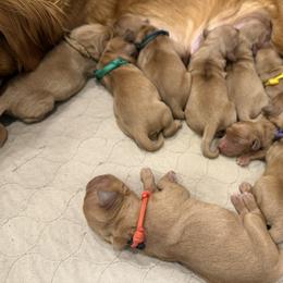 Light green - Dark golden female Golden Retriever puppy in Turtlepoint, Pennsylvania from Allegheny River Retrievers