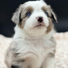 Boy 3 - Blue merle male Miniature Australian Shepherd puppy in Arcadia, Indiana from Sunset Cowgirl Mini Aussies