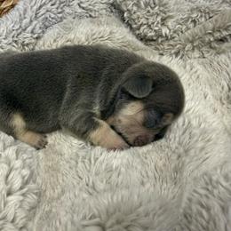 Franken Berry with OFA Parents - Tricolors male French Bulldog puppy in Billings, Montana from Yellowstone Frenchies