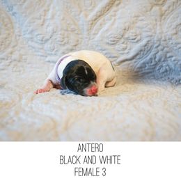 Antero - Black and white female German Shorthaired Pointer puppy in Colorado Springs, Colorado from Sweet Life Kennels