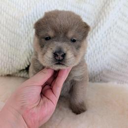 Lexapro - Isabella dilute female Chinese Shar-Pei puppy in Clarksville, Tennessee from Wrinkle Bum Shar-Pei