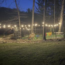 German Shepherd Puppies from Golden Ridge