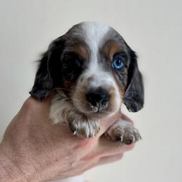 Dachshund Puppies from MC Mini Doxies