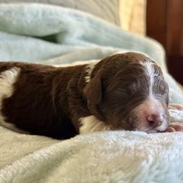 Miss Purple Collar - Parti female Poodle puppy in Screven, Georgia from Dreamland Standard Poodles