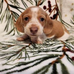 Silkywirehaired Pink AKC - Piebald female Dachshund puppy in Torrance, California from Lucky Dachshunds