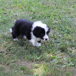 Shishoto -Green - Black and white male Border Collie puppy in Crawfordsville, Indiana from Rescued Dreams Border Collies
