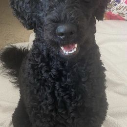 Goldendoodles and Poodles from Spread Love Everywhere Poodles & Doodles