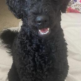 Goldendoodles and Poodles from Spread Love Everywhere Poodles & Doodles