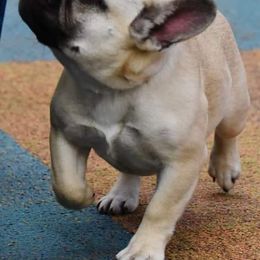 French Bulldogs from Nicole's French Bulldogs