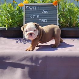 (TBD) Debbie - Lilac tri-color female Bulldog puppy in Hillsdale County, Michigan from KZ Bullies LLC
