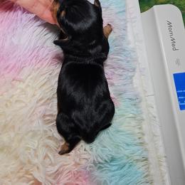 Latte - Black and tan female Dachshund puppy in Rio Grande City, Texas from Hounds All Night