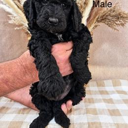 Banks - Black male Poodle puppy in Woodleaf, North Carolina from Circle T Ranch K9s