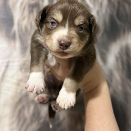 Charlie - Red tri male Miniature Australian Shepherd puppy in Tucson, Arizona from Soqui Ortiz Cattle Ranch