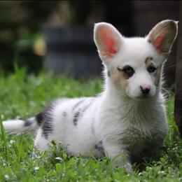 American Corgi Puppies from Diamond Corgis