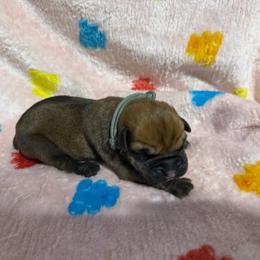 Grey Collar N - Fawn female Cane Corso puppy in Paris, Texas from Knucklehead Cane Corso