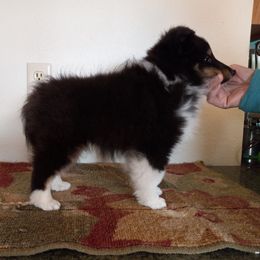 Shetland Sheepdog Puppies from KaMera Shelties