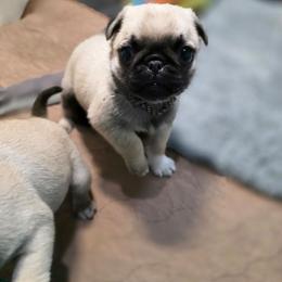 Marshmallow - Fawn female Pug puppy in Rutherfordton, North Carolina from Sweetie Pie Pugs