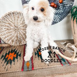 Girl 1 - Goldendoodle puppy in Newcastle, Oklahoma from Cosby Ranch Doodles