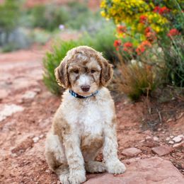 Goldendoodle Puppies from Fire Sky Kennels