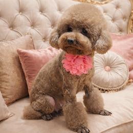 FIONA - Red  female Poodle puppy in California from Yorkie & Maltese Royalty
