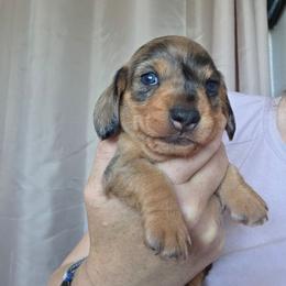 Wildboar dapple wire girl - Dapple female Dachshund puppy in Declo, Idaho from Dozendachs
