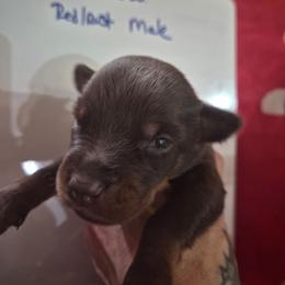 Yellow Collar - Red and rust male Doberman Pinscher puppy in Ault, Colorado from Stand Alone European Dobermans