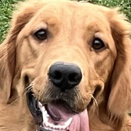Golden Retrievers from Lucky Golden Ranch
