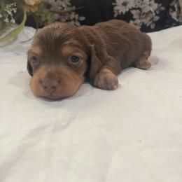 Chocolate and Tan Boy - Chocolate and tan male Dachshund puppy in California from Wild Weenies - Dachshund Ranch