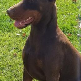 Doberman Pinschers from Haus Von Stidham Dobermans