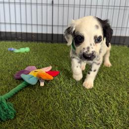 Case - long coat - White and black male Dalmatian puppy in Sedalia, Missouri from Missouri Dalmatians