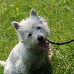 Duke - West Highland White Terrier