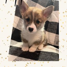 Pembroke Welsh Corgi Puppies from Tri-Star Stock Farm