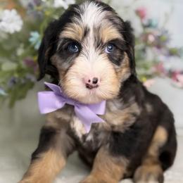 Zara - Tri-color female Bernedoodle puppy in Yuciapa, California from AlltheDoodlez_