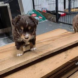 Dolly - Red tri-color female Miniature American Shepherd puppy in Leonard, Texas from Tin Roof Aussies