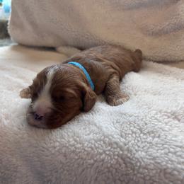 Yankee - Red male Cavapoo puppy in Brandenburg, Kentucky from Bluegrass River Newfoundlands