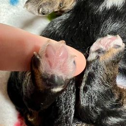Goldendoodle and Poodle Puppies from SnickerDoodlePups