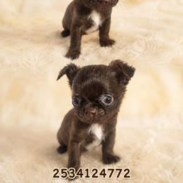 Fudge - Chocolate and white male Chihuahua puppy in Parkland, Washington from Cascades Cuties