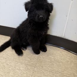 Dusty - Black male German Shepherd puppy in New York from Spitze German Shepherds