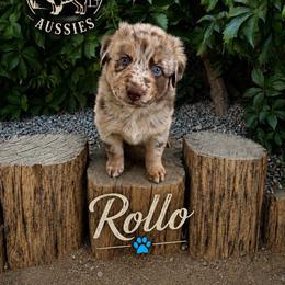 Rollo - Red merle male Australian Shepherd puppy in Cherry Valley, California from Causey Ranch Aussies