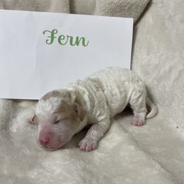 Girl 3 - White female Lagotto Romagnolo puppy in Minster, Ohio from 1880 Lagotto