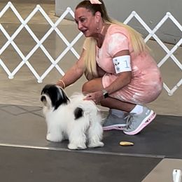 Pie - Havanese