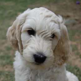 Goldendoodles from Shelton Doodles