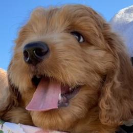 Goldendoodle Puppies from The Doodle grove