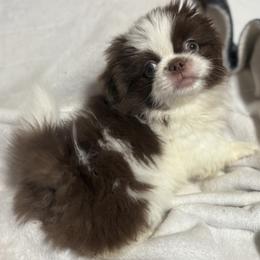 Pekingese, Poodle, and Shih Tzu Puppies from Happy puppies