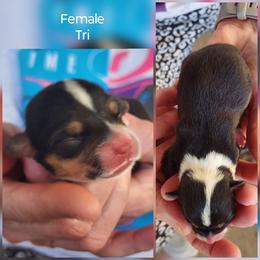 Girl 1 - Black and tan female Pembroke Welsh Corgi puppy in Odessa, Missouri from LOYAL T K9's CORGIS