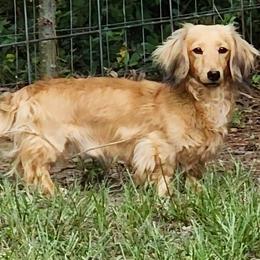 Parker - Dachshund