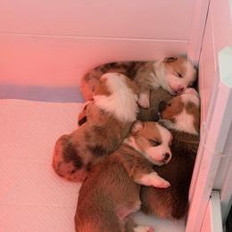 Pembroke Welsh Corgi Puppies from Tran's CorgiLand