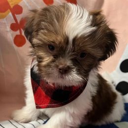 Edward - Gold and white male Shih Tzu puppy in Hemet, California from Aloha Shih Tzu
